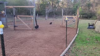 Checking the Chicken feed waste and Bird Flu