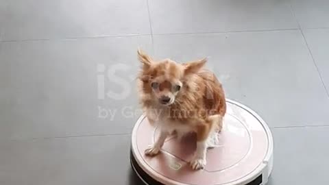 funny videos