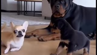 Playing opossum now.