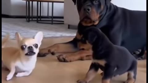 Playing opossum now.