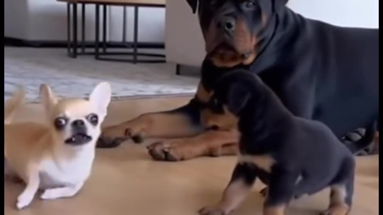 Playing opossum now.