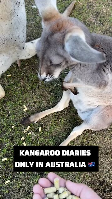 Kangaroo diaries only in Australia