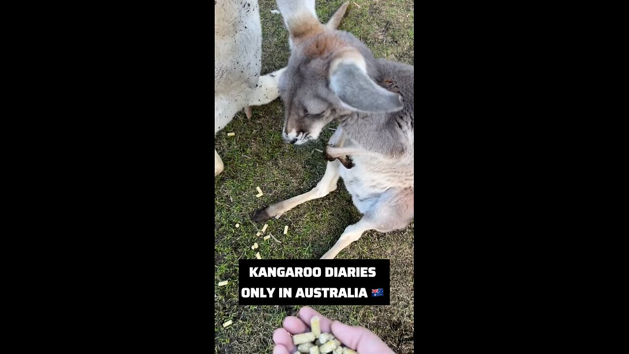 Kangaroo diaries only in Australia