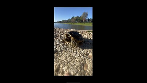 CHECK OUT THIS BABY SNAPPING TURTLE I FOUND❗️🐢