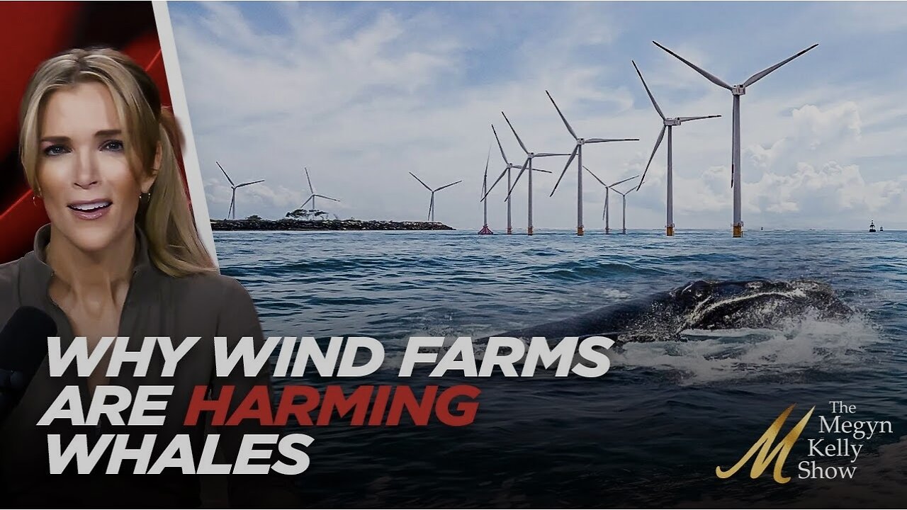 Why Wind Farms Along Jersey Coast are HARMING Whales