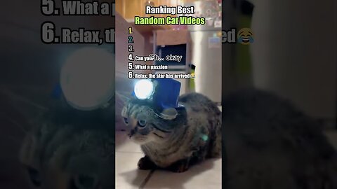 Ranking Best Random Cat Videos