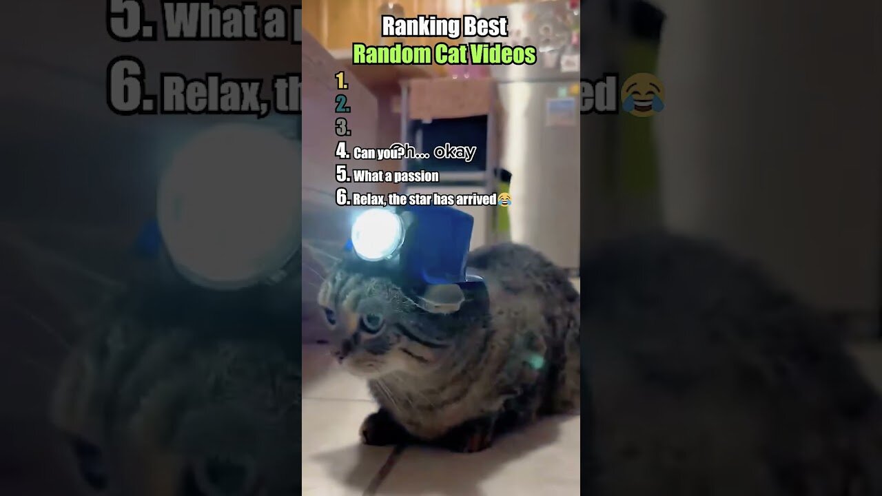 Ranking Best Random Cat Videos