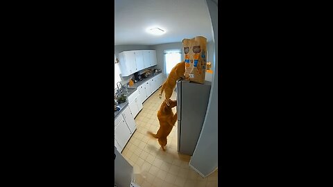 Funny Pats | Share #funnycats #catvideos #securitycamera