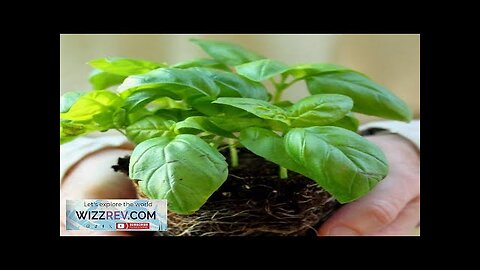 Basil Genovese (Sweet Basil) – Seeds Review