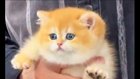 Cute baby kitten