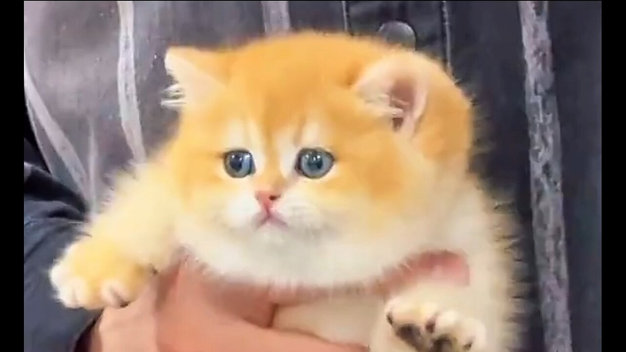 Cute baby kitten