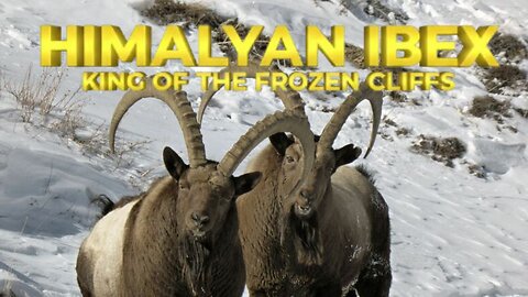 Lord of the Snow Mountains: Himalayan Ibex | Where Eagles Dare: Rise of the Himalayan Ibex