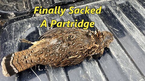 Partridge Hunting- FINALLY Got One