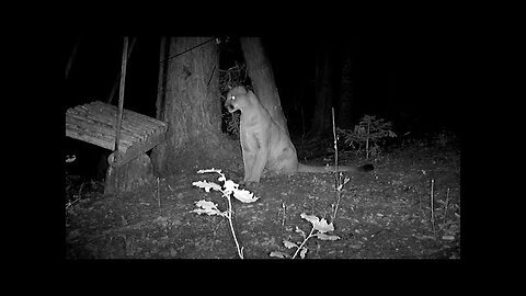 Mountain lion pushes swing and discovers physics