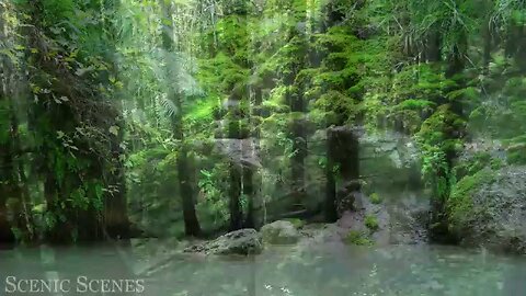 Forest in 4K - The healing power of sound| Forest Sound| Scenic Relax