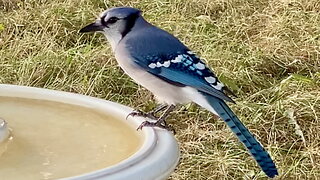 Blue Jay Lands to Drink Water