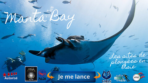 🐠 Racha Noi Manta Bay, Le Mystère et la Majesté des Raies Géantes