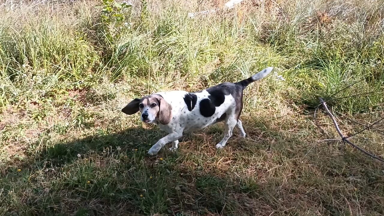 Bandit