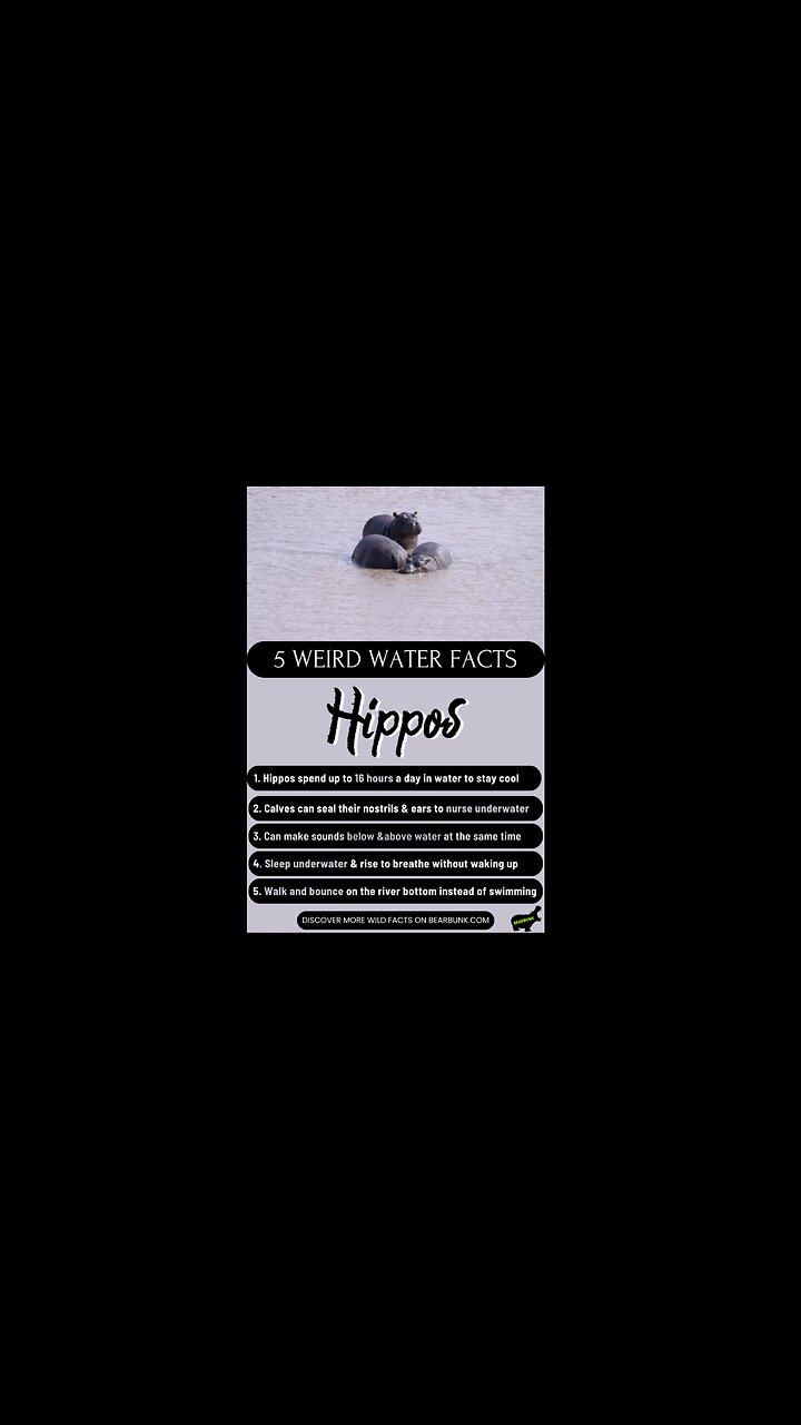 5 Weird Water Facts About Hippos #WildlifeFacts #AnimalLovers