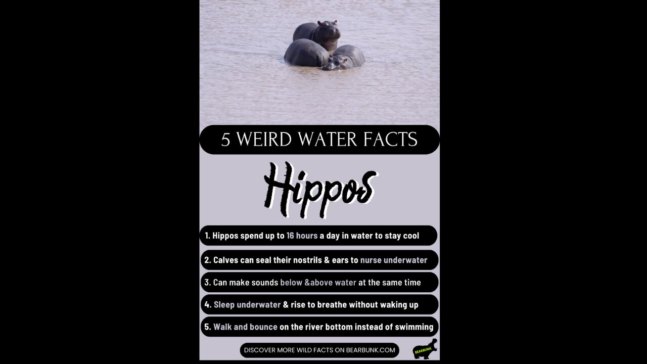 5 Weird Water Facts About Hippos #WildlifeFacts #AnimalLovers
