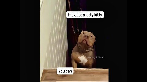 HUGE Pitt bull is Scared of little Kitty🤣
