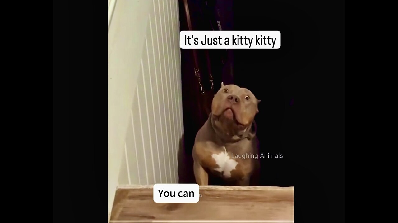 HUGE Pitt bull is Scared of little Kitty🤣