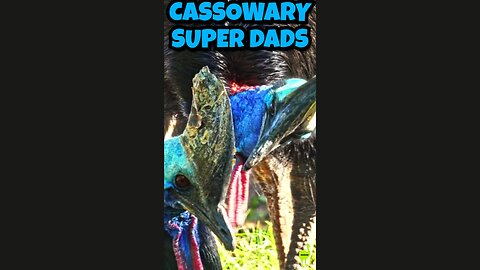 Cassowary Super Dads: One of the Most Devoted Fathers in the Bird World