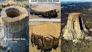 Giant Trees on God's Flat Earth
