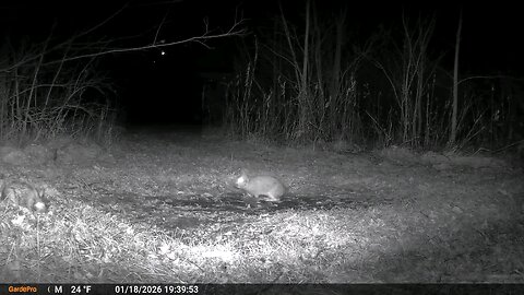 Deer Cam Rabbits Playing 01 18 2026 Game Cam Trail Camera