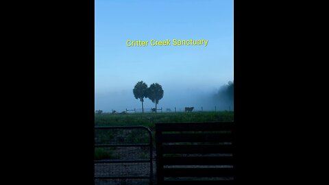 Critter Creek Farm Sanctuary