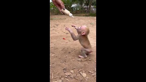 A baby learning to walk