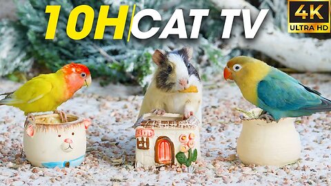 Video For Cats To Watch - One Hour of Winter Bird Watching for Cats - Cat TV Bird Watch Part 1