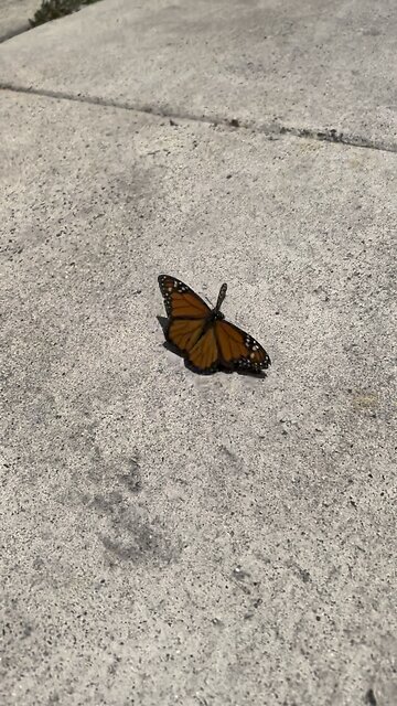 Monarch Butterflies Mating