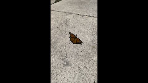 Monarch Butterflies Mating