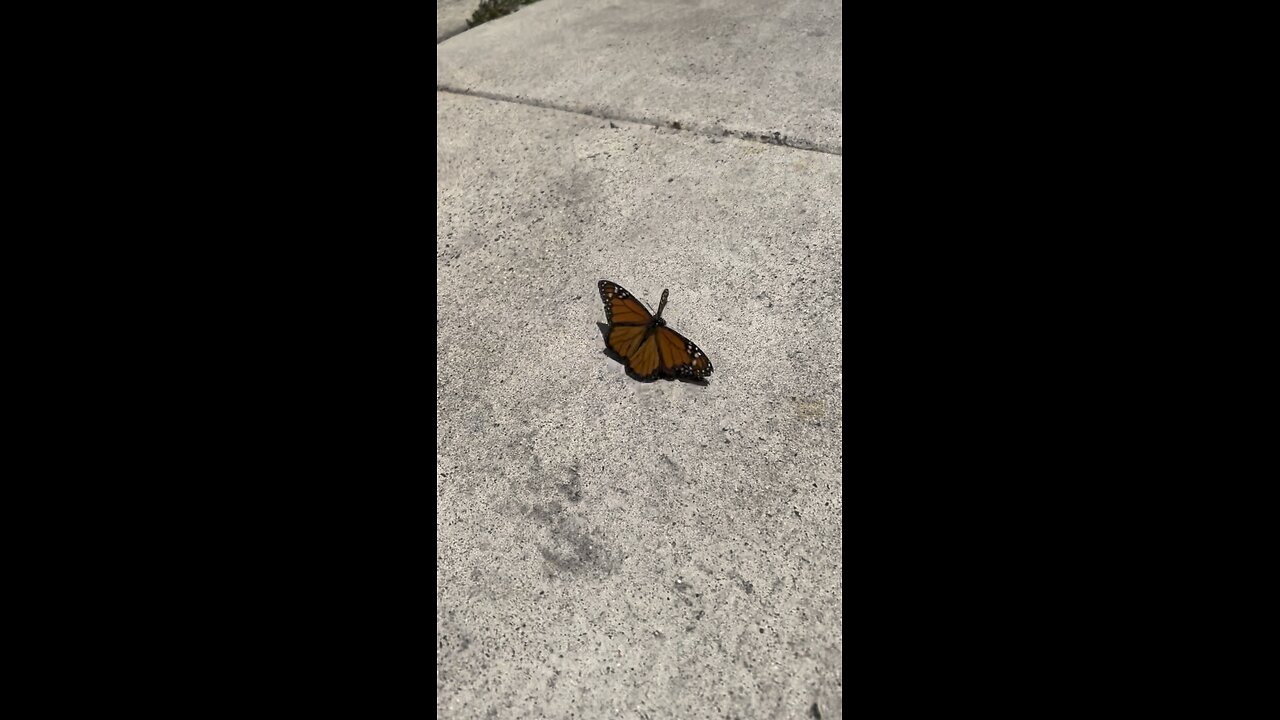 Monarch Butterflies Mating