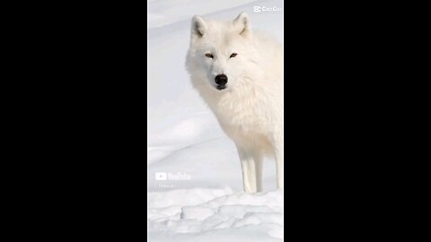 #words of wisdom #likeansubscribe