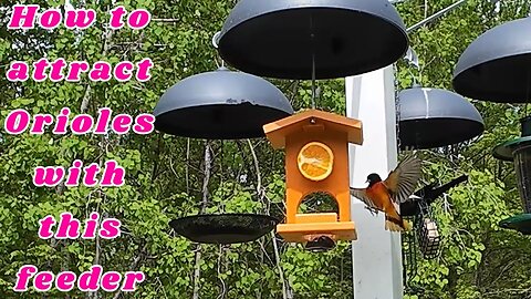 How to attract Orioles with this feeder