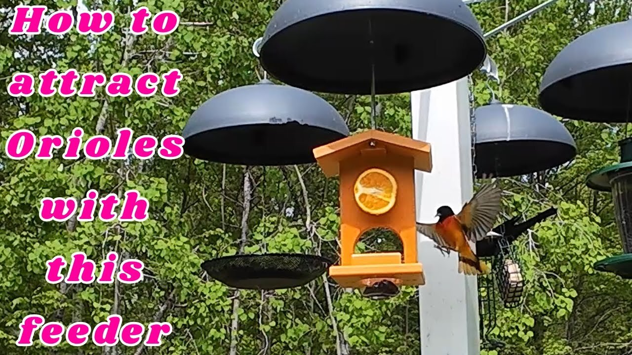 How to attract Orioles with this feeder