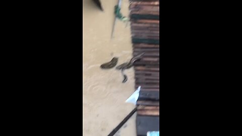 🇵🇭In the Philippines, snakes are making themselves at home