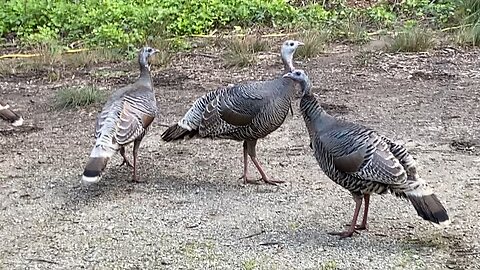 Turkeys chillin