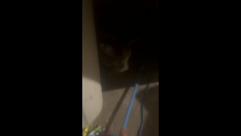 Playing with cat under stairs