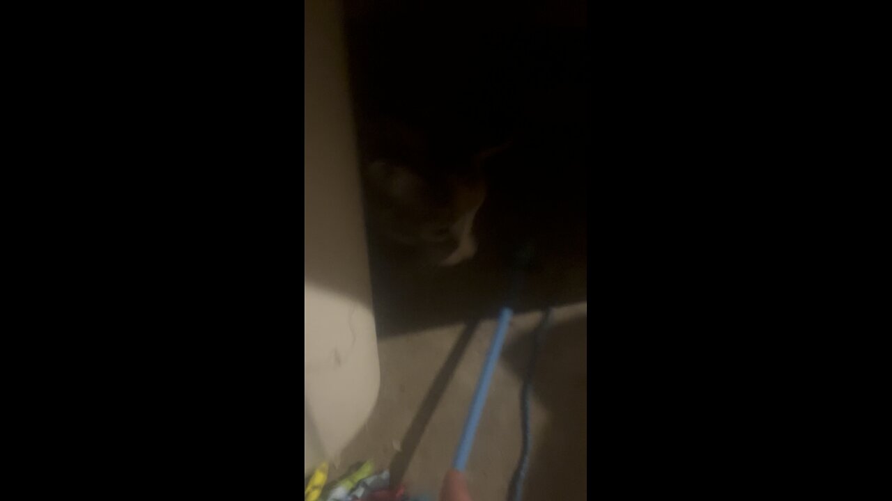 Playing with cat under stairs