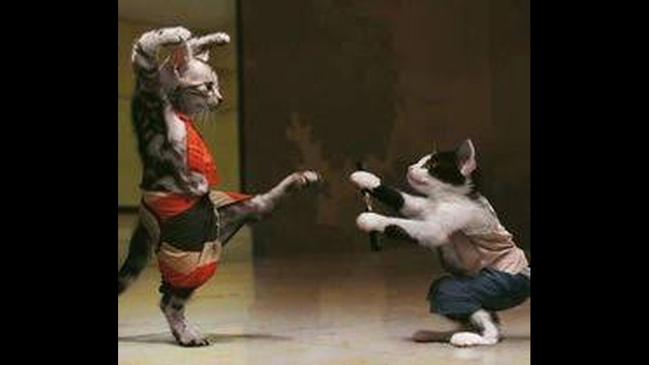 When Your Cat Thinks It’s a Ninja!”😂