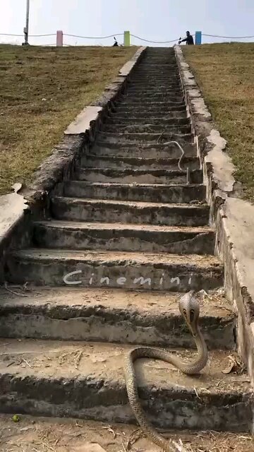 live wildlife indiana snake vs snake The life story of a brave