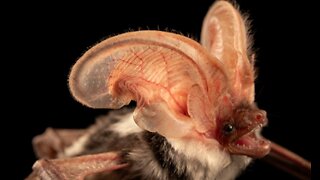 Spotted Bat
