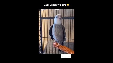 Jack sparrow's bird founded ....🦜🦜