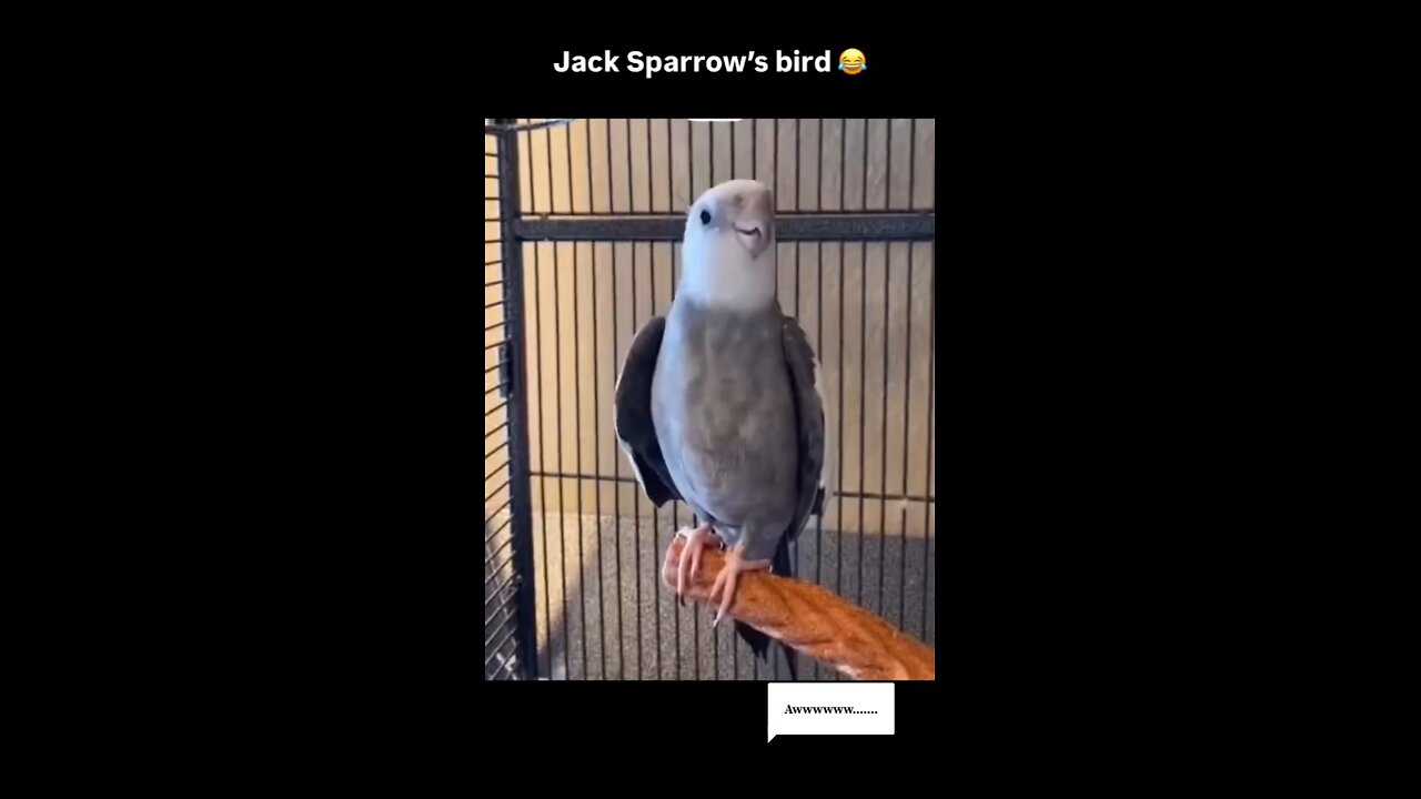 Jack sparrow's bird founded ....🦜🦜