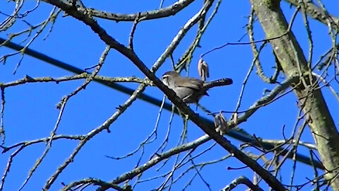IECV NV #764 - Bewick's Wren In The Filbert Tree 3-30-2019