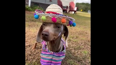 mexican dog