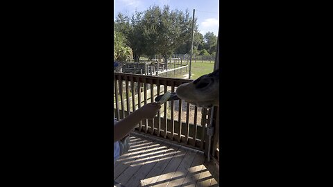Feeding a Giraffe!